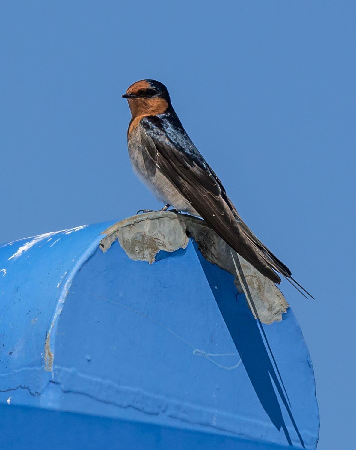 Welcome Swallow Photo by Roger Williams