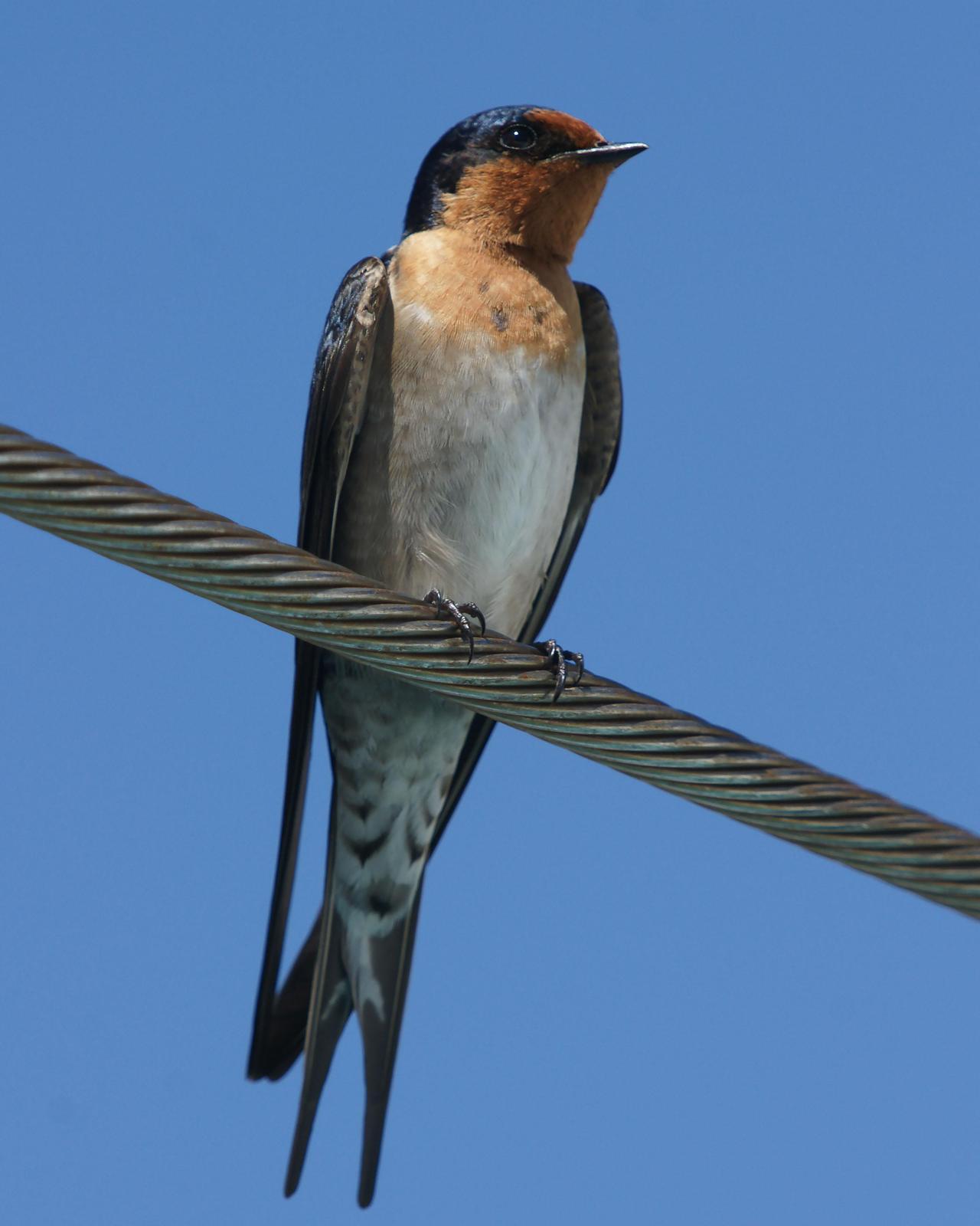 Welcome Swallow Photo by Steve Percival