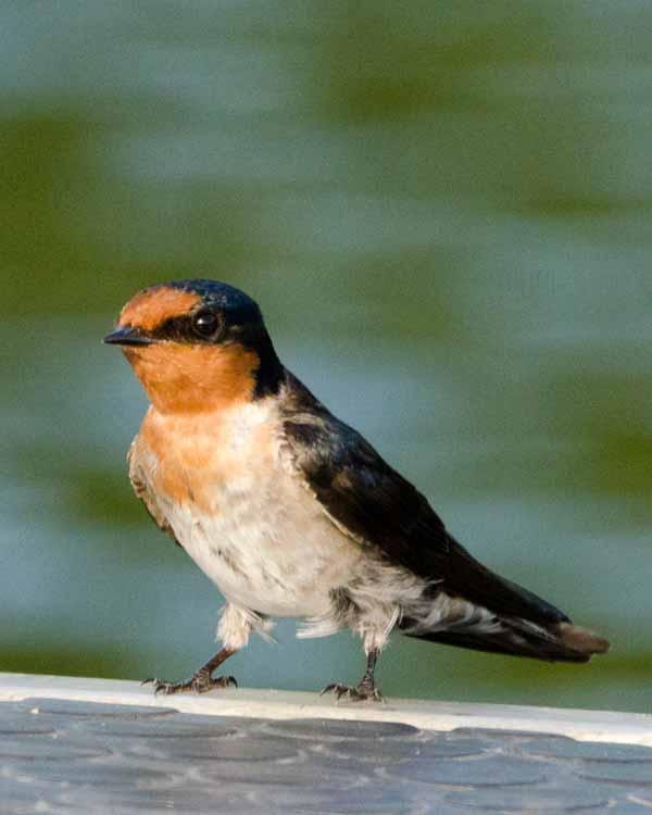 Welcome Swallow Photo by Bob Hasenick