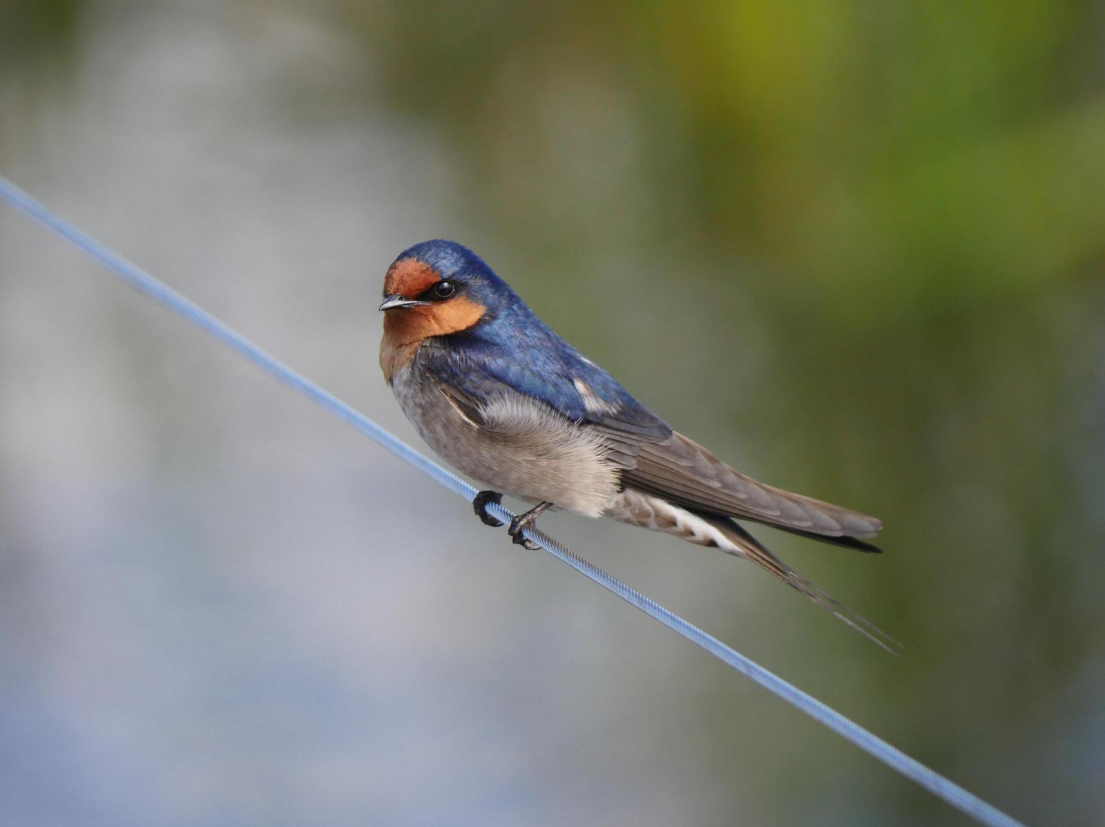 Welcome Swallow Photo by Peter Lowe