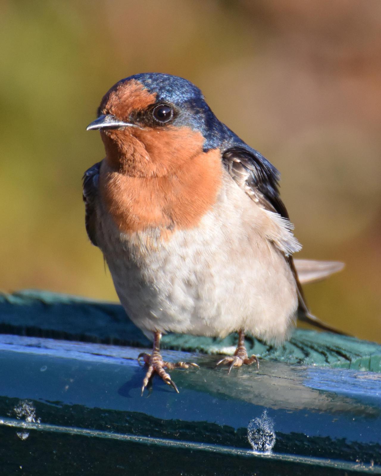 Welcome Swallow Photo by Emily Percival