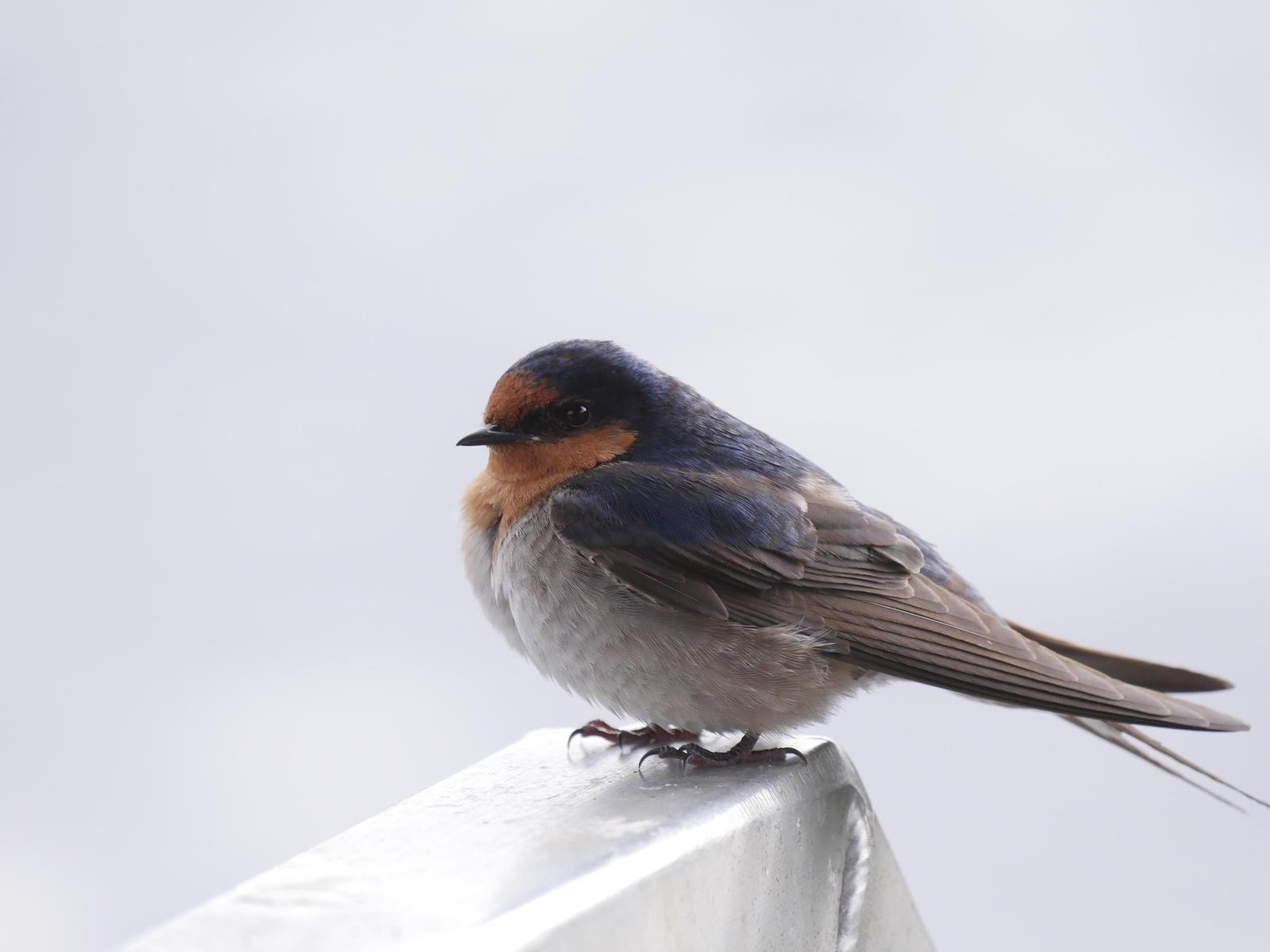 Welcome Swallow Photo by Peter Lowe