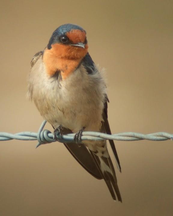 Welcome Swallow Photo by Mat Gilfedder