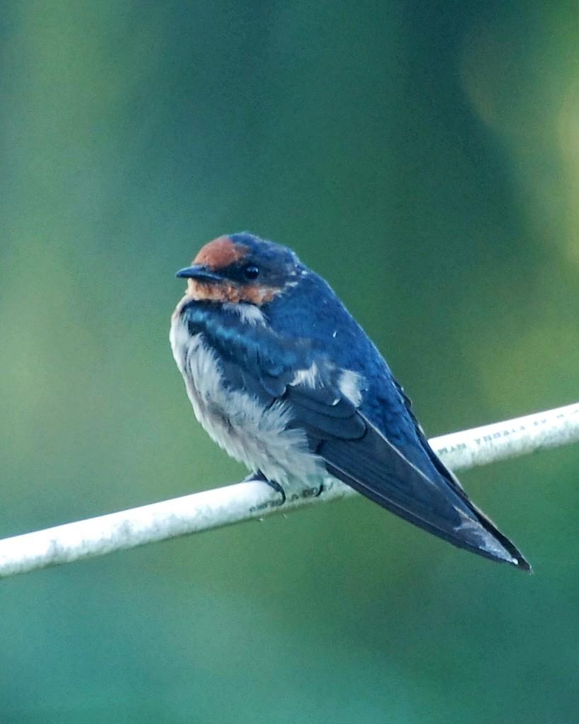 Pacific Swallow Photo by David Hollie