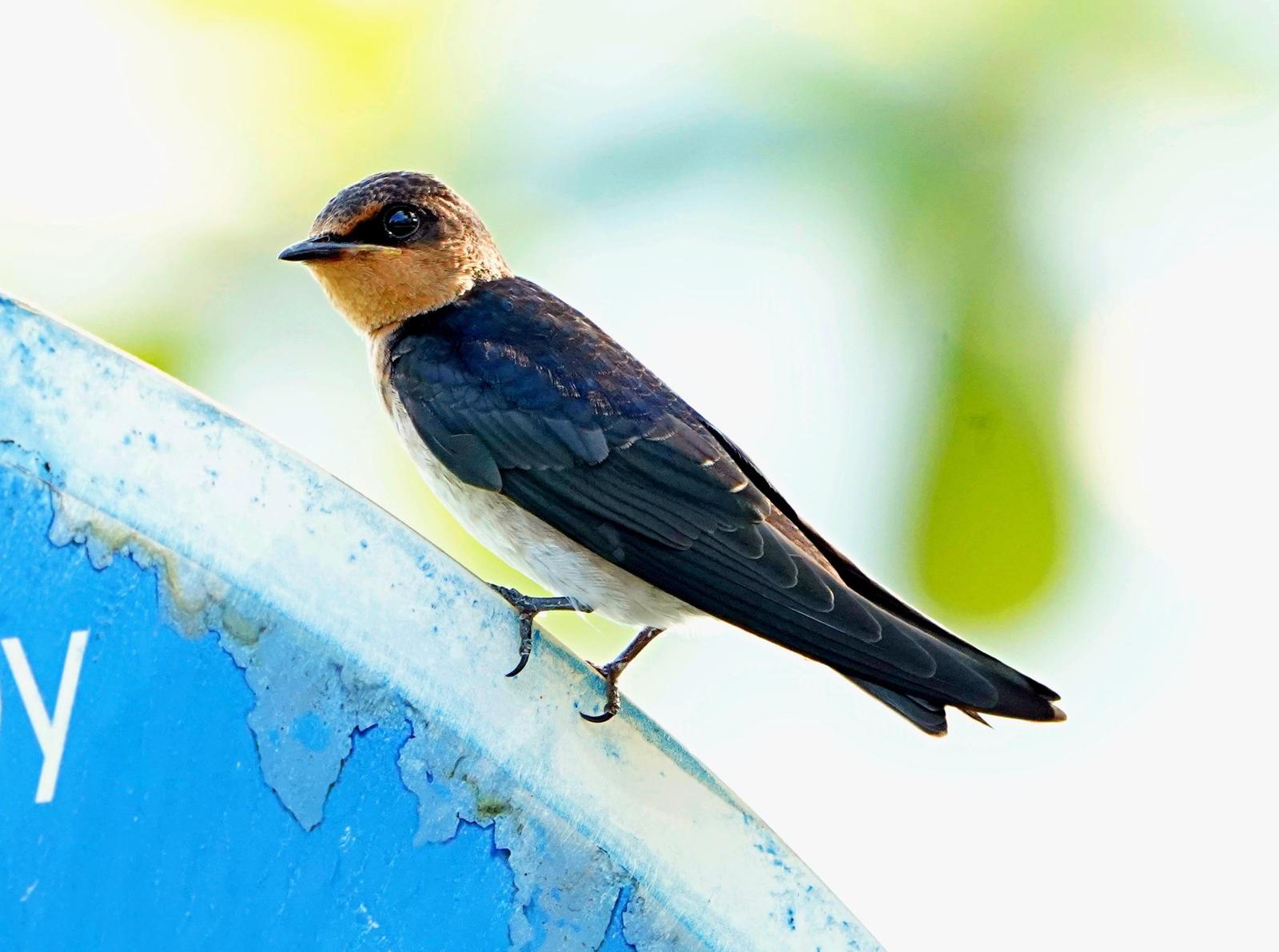 Pacific Swallow Photo by Steven Cheong