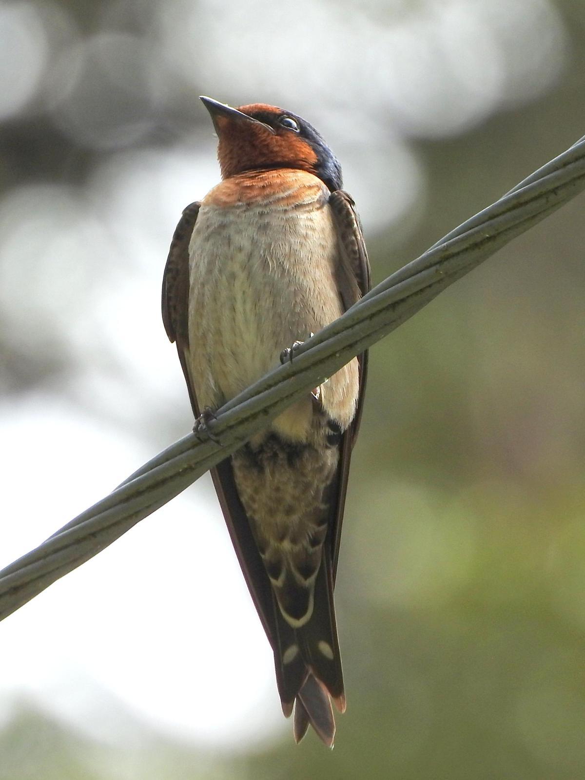 Pacific Swallow Photo by Todd A. Watkins