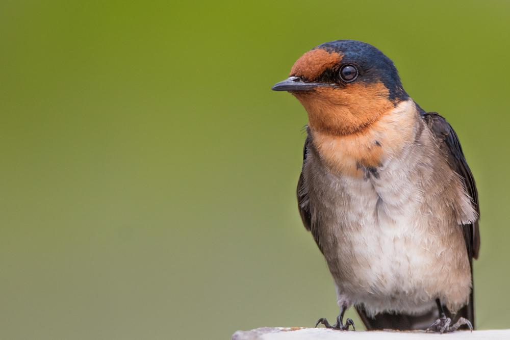 Pacific Swallow Photo by Amanda Fulda