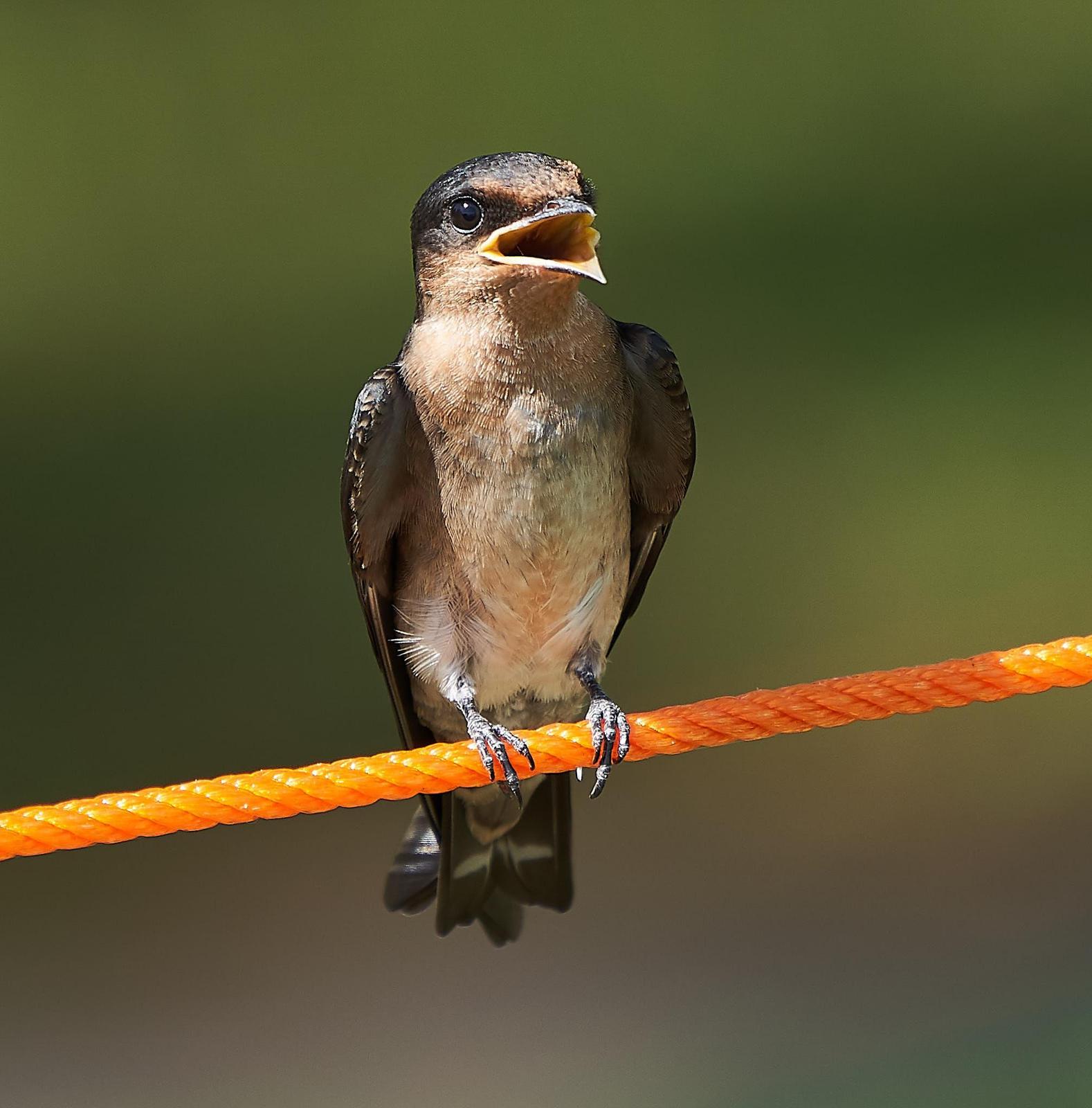 Pacific Swallow Photo by Steven Cheong