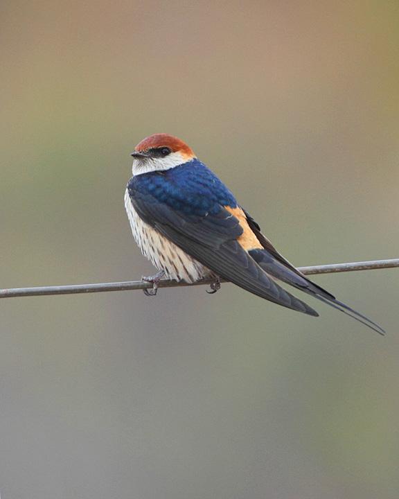 Greater Striped Swallow Photo by Jack Jeffrey