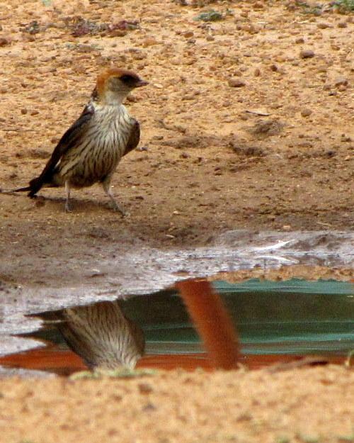 Greater Striped Swallow Photo by Richard  Lowe
