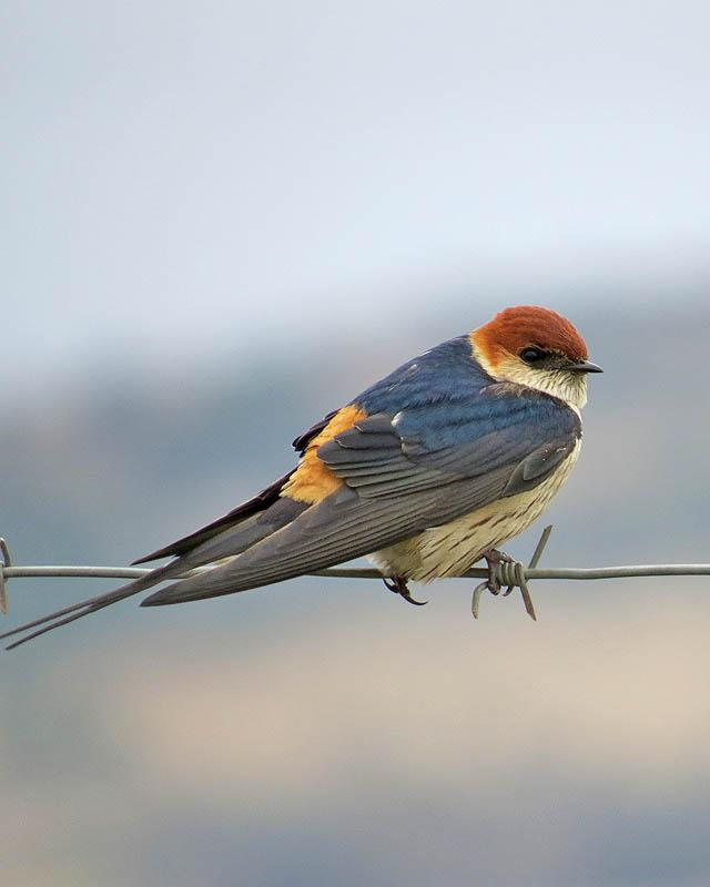 Greater Striped Swallow Photo by Peter Boesman