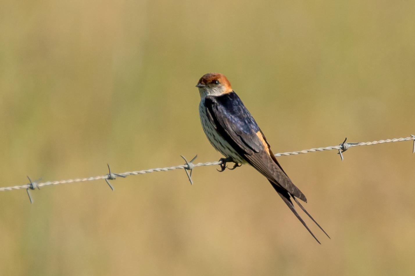 Greater Striped Swallow Photo by Gerald Hoekstra