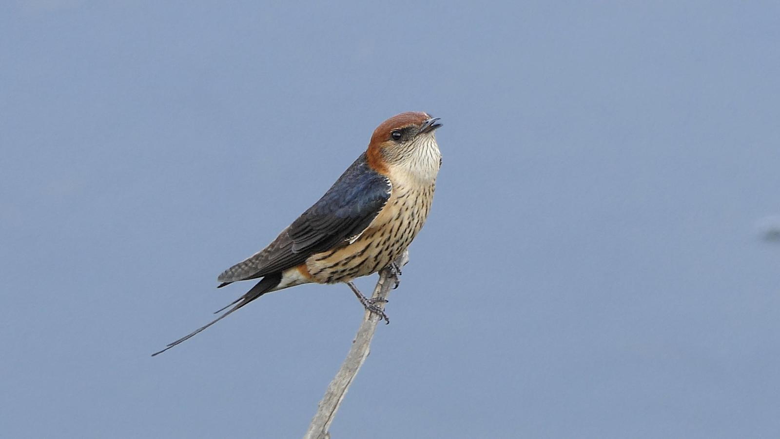 Greater Striped Swallow Photo by Randy Siebert