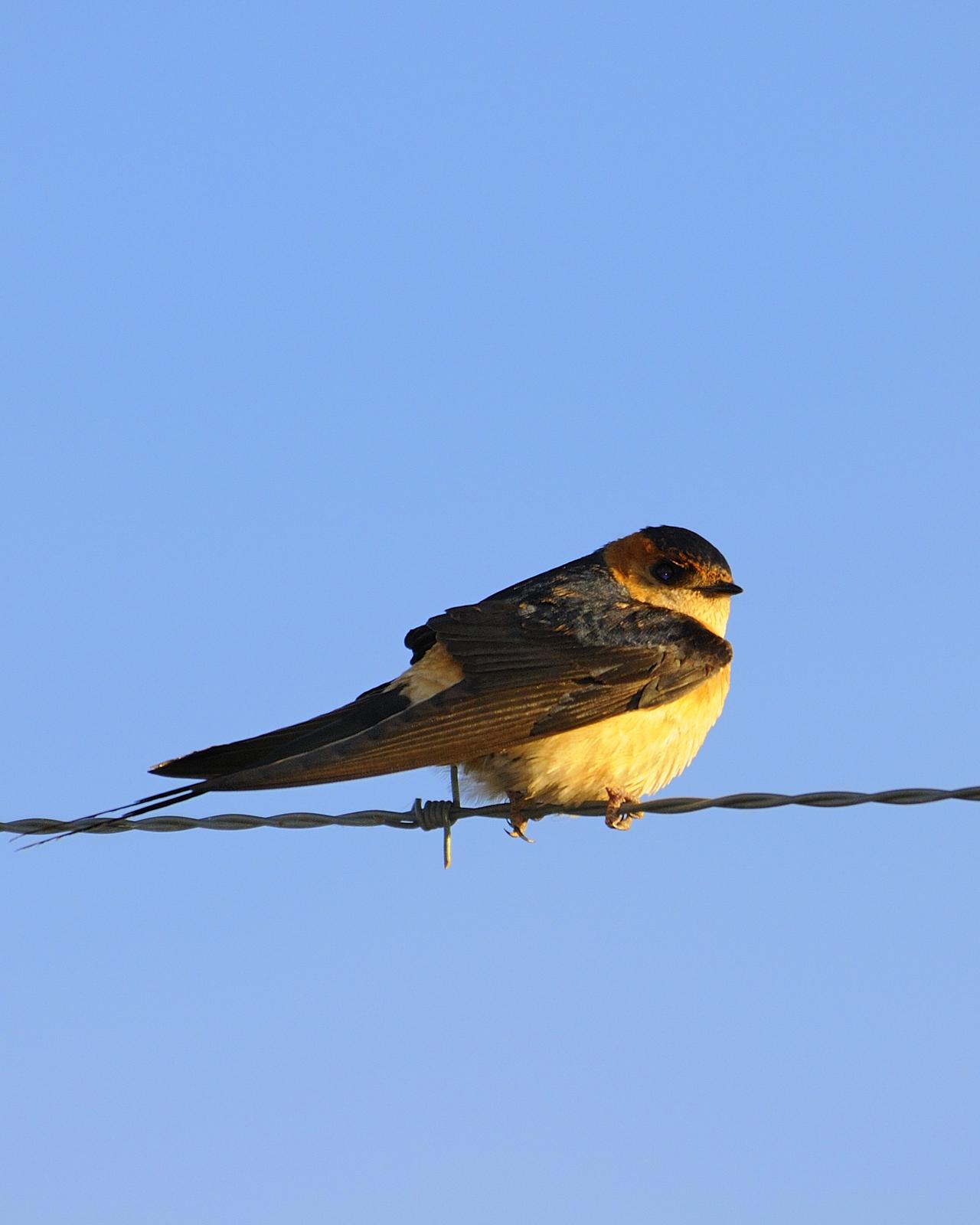 Red-rumped Swallow Photo by Andres Rios