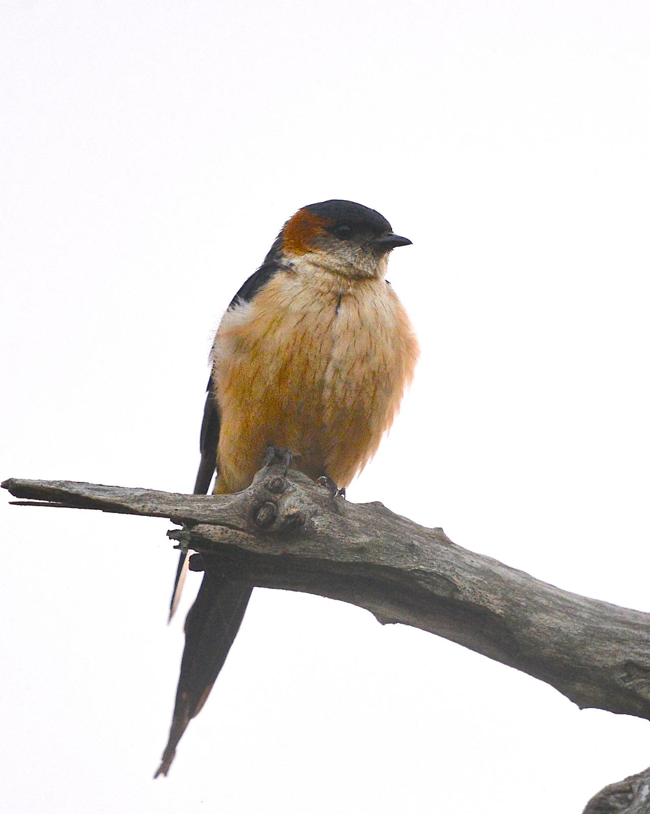 Red-rumped Swallow Photo by Gerald Friesen