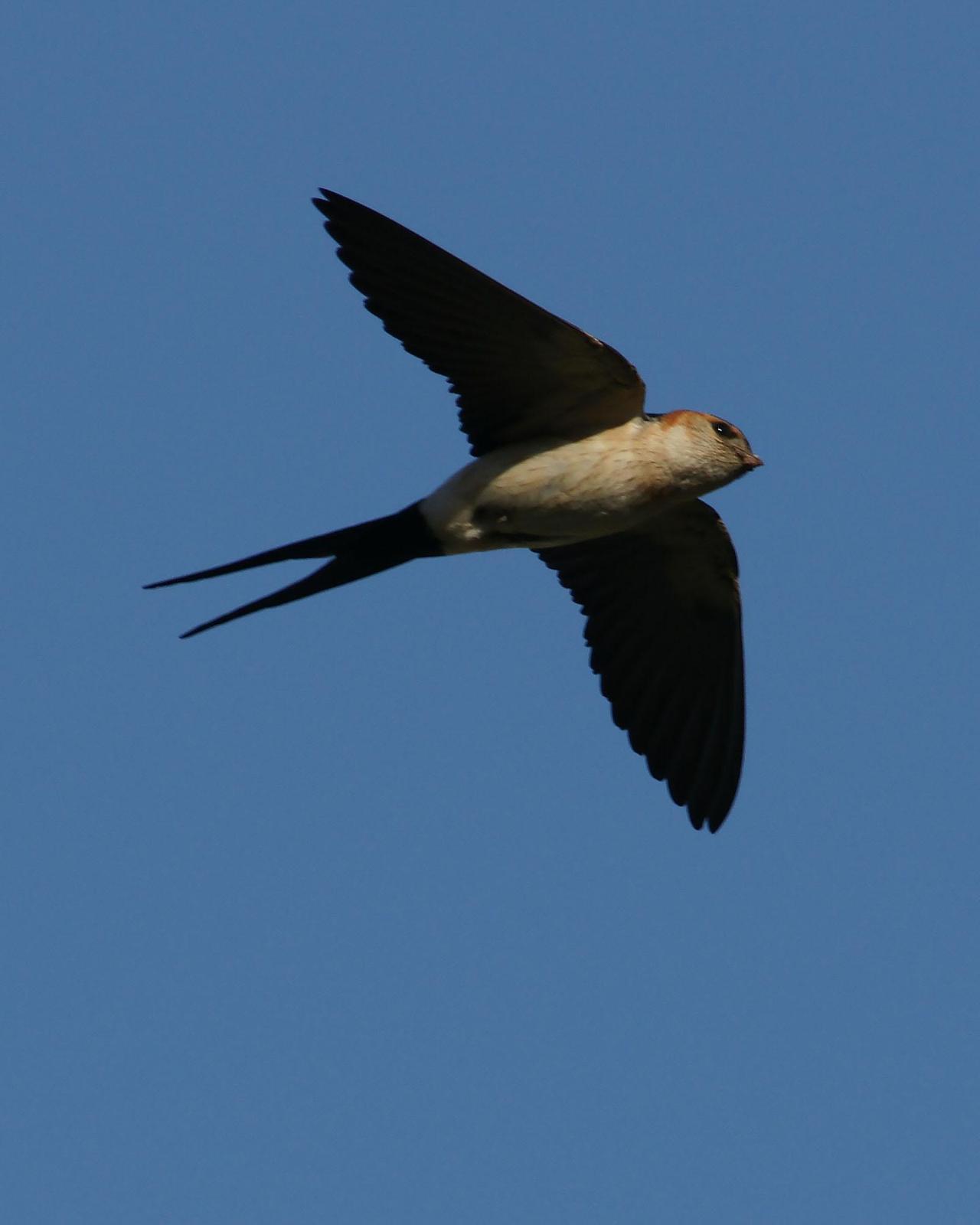 Red-rumped Swallow Photo by Steve Percival