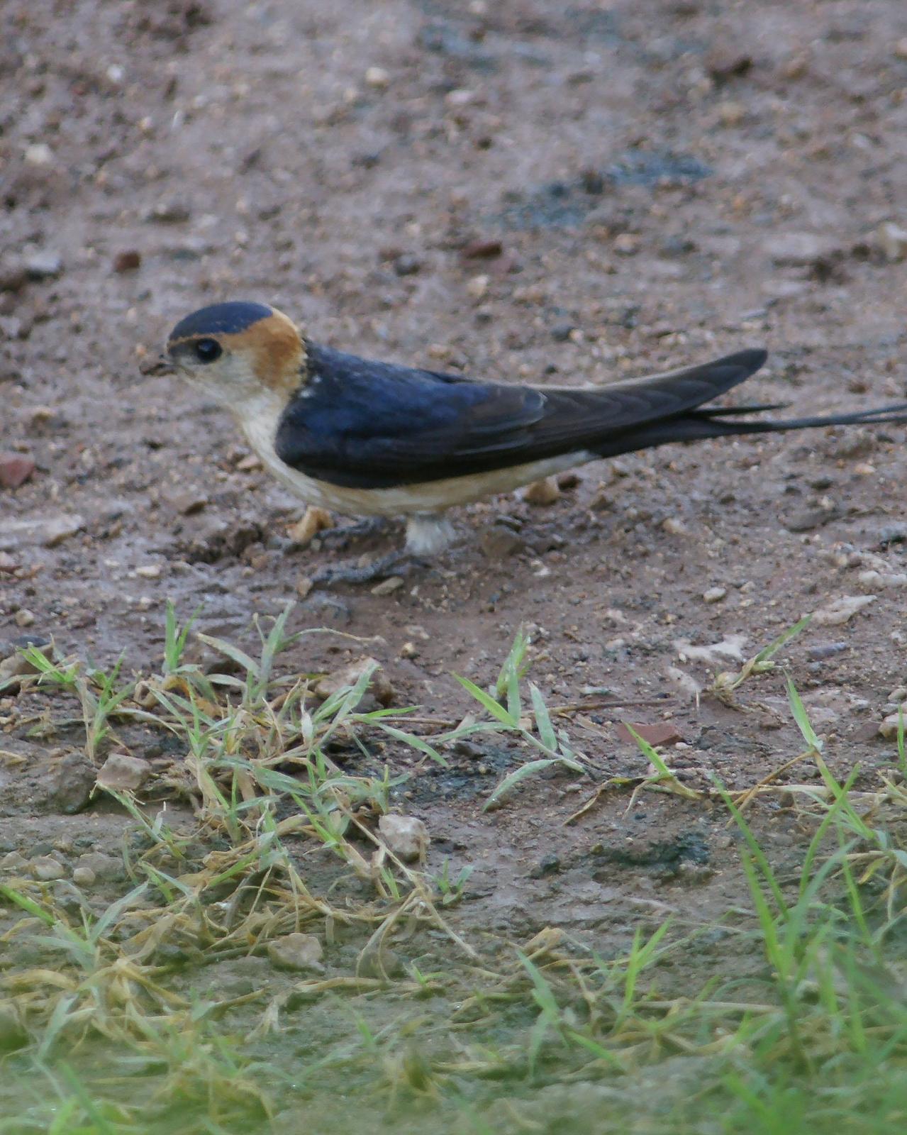 Red-rumped Swallow Photo by Steve Percival