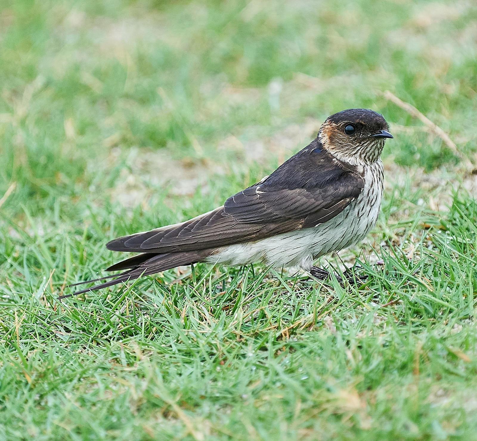 Red-rumped Swallow Photo by Steven Cheong