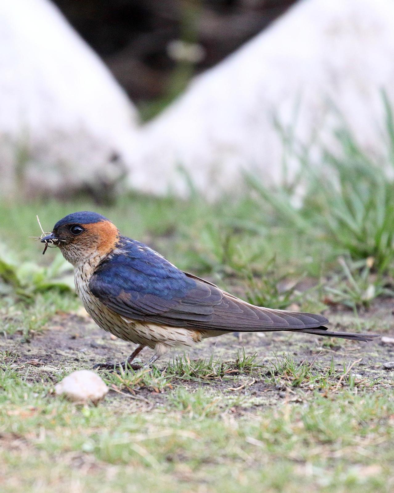 Red-rumped Swallow Photo by Rahul Kaushik