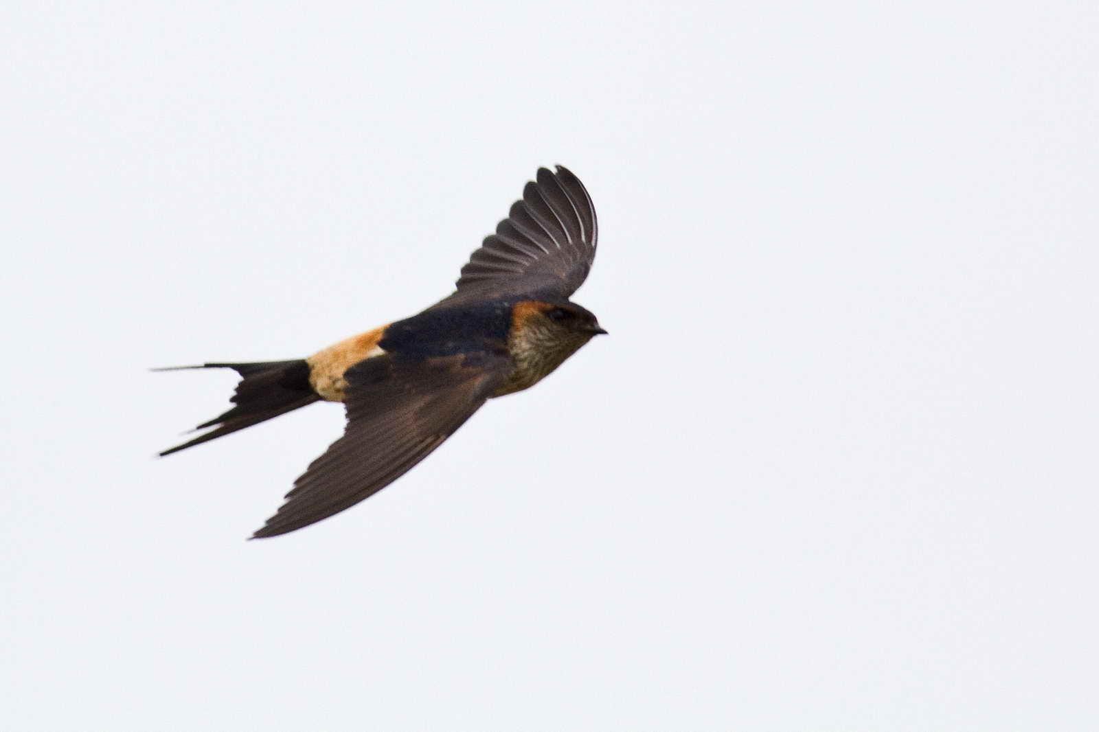 Striated Swallow Photo by Yunlong Tseng