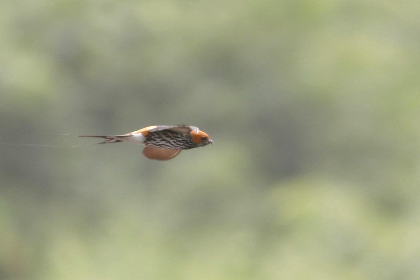 Lesser Striped Swallow Photo by Oscar Johnson