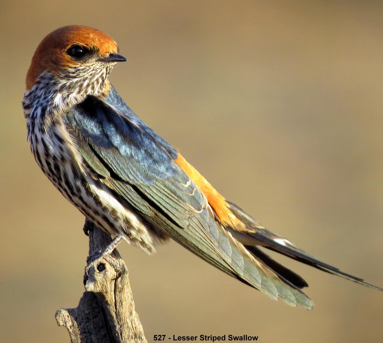 Lesser Striped Swallow Photo by Richard  Lowe
