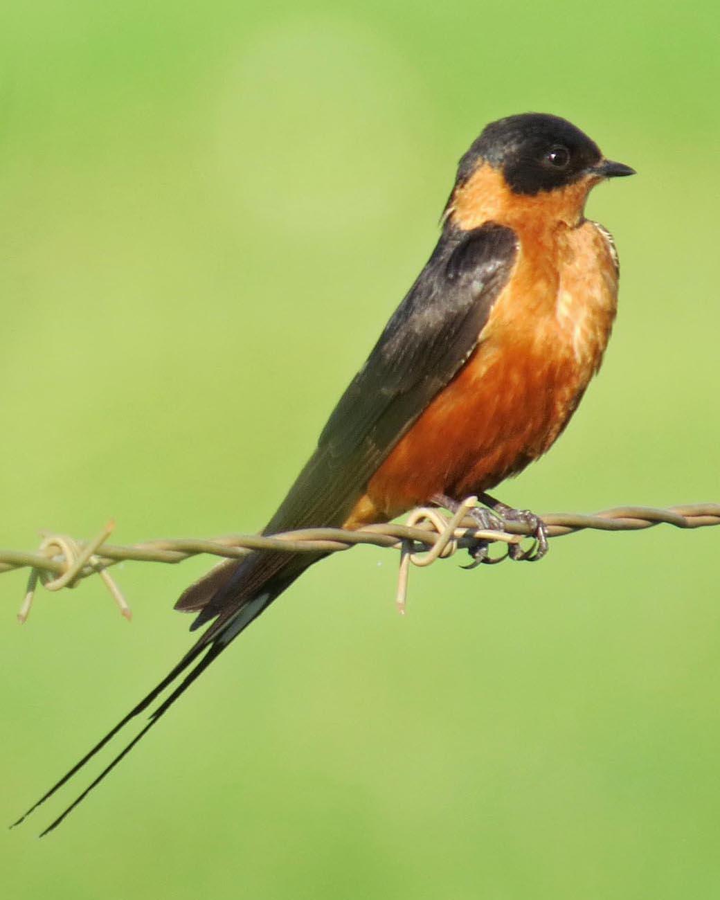 Rufous-chested Swallow Photo by Peter Boesman