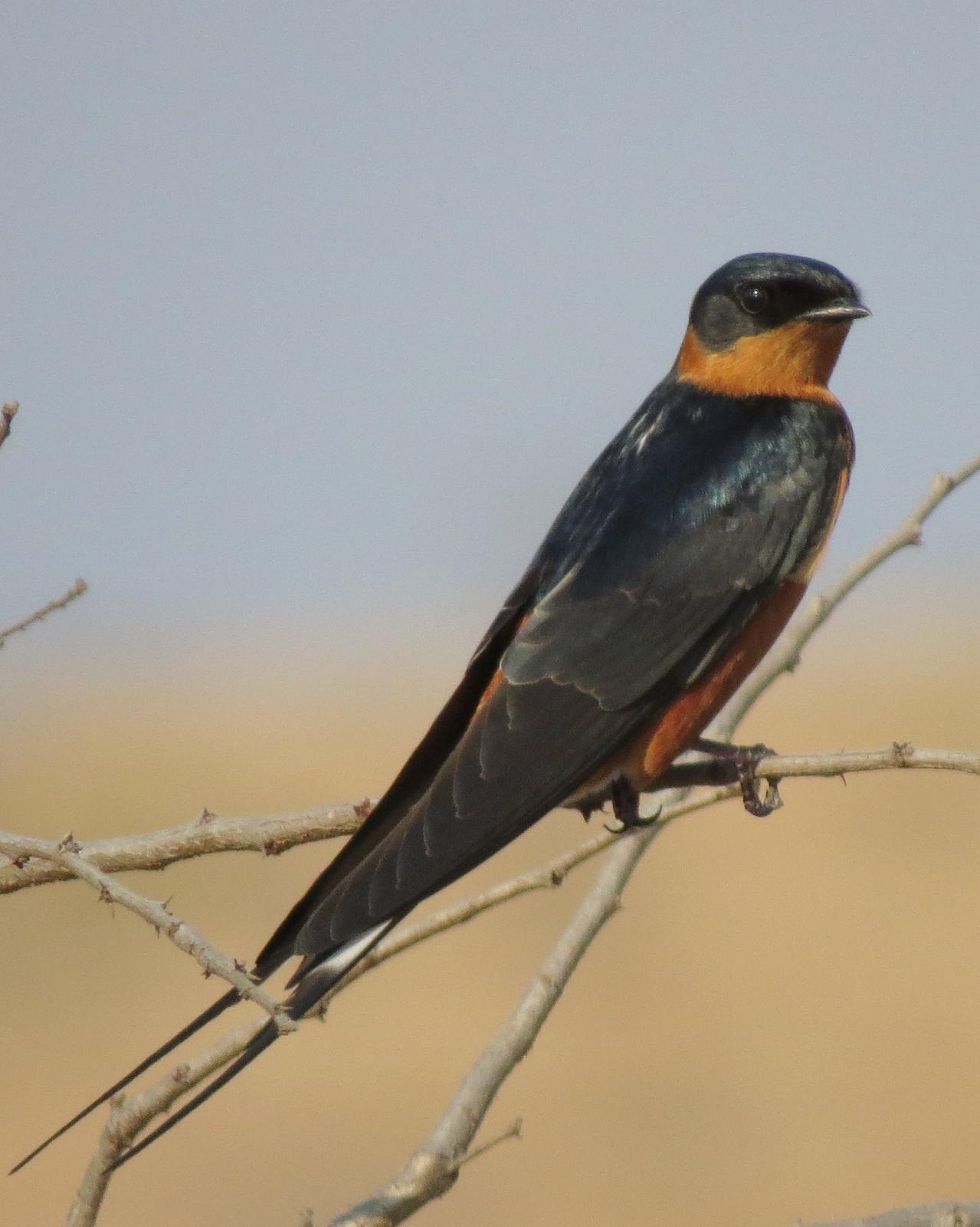Rufous-chested Swallow Photo by Richard  Lowe