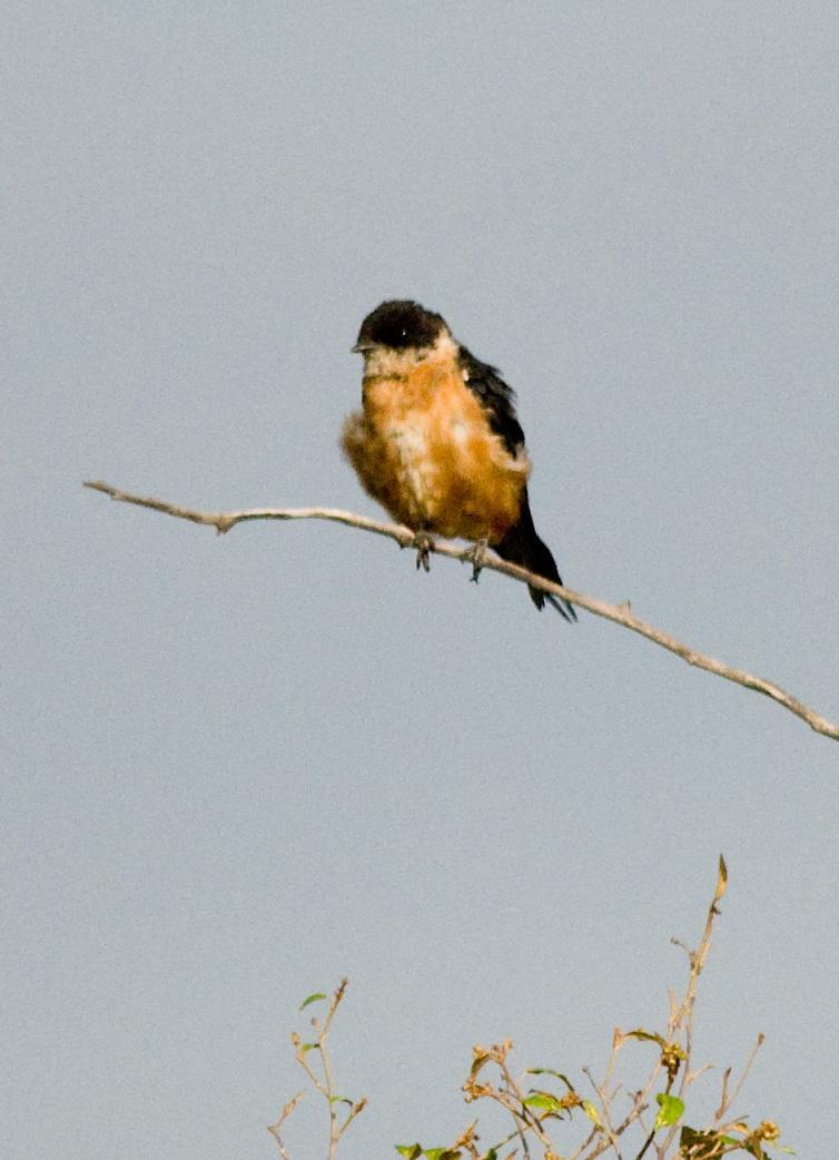 Rufous-chested Swallow Photo by Carol Foil