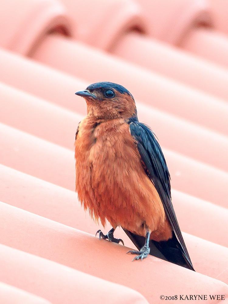 Rufous-bellied Swallow Photo by Karyne Wee