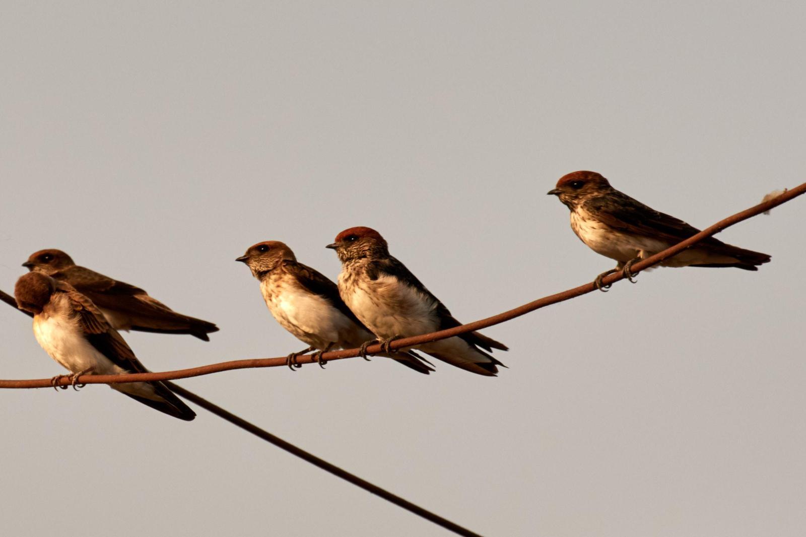 Streak-throated Swallow Photo by Simepreet Cheema