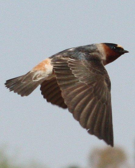 Cliff Swallow Photo by Andrew Core