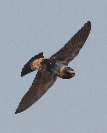 Cliff Swallow Photo by Andrew Core