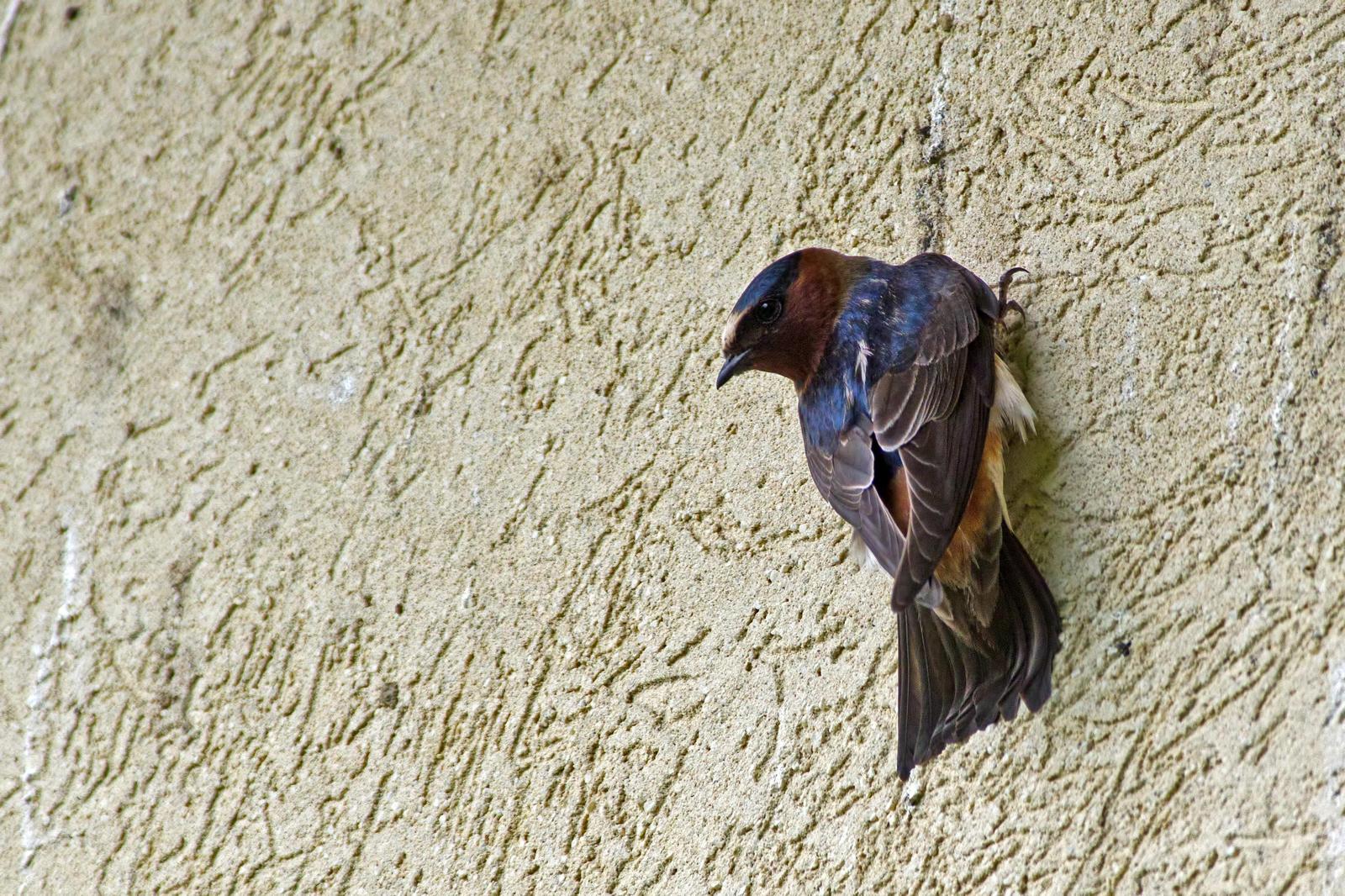 Cliff Swallow Photo by Rob Dickerson