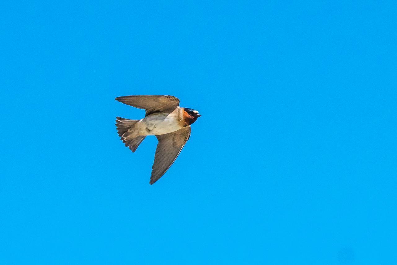 Cliff Swallow Photo by Gerald Hoekstra