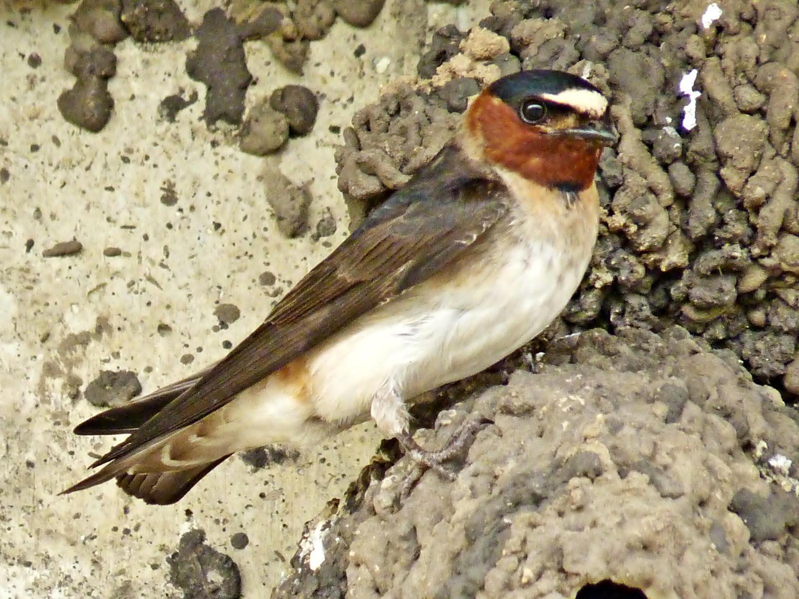 Cliff Swallow Photo by Bob Neugebauer