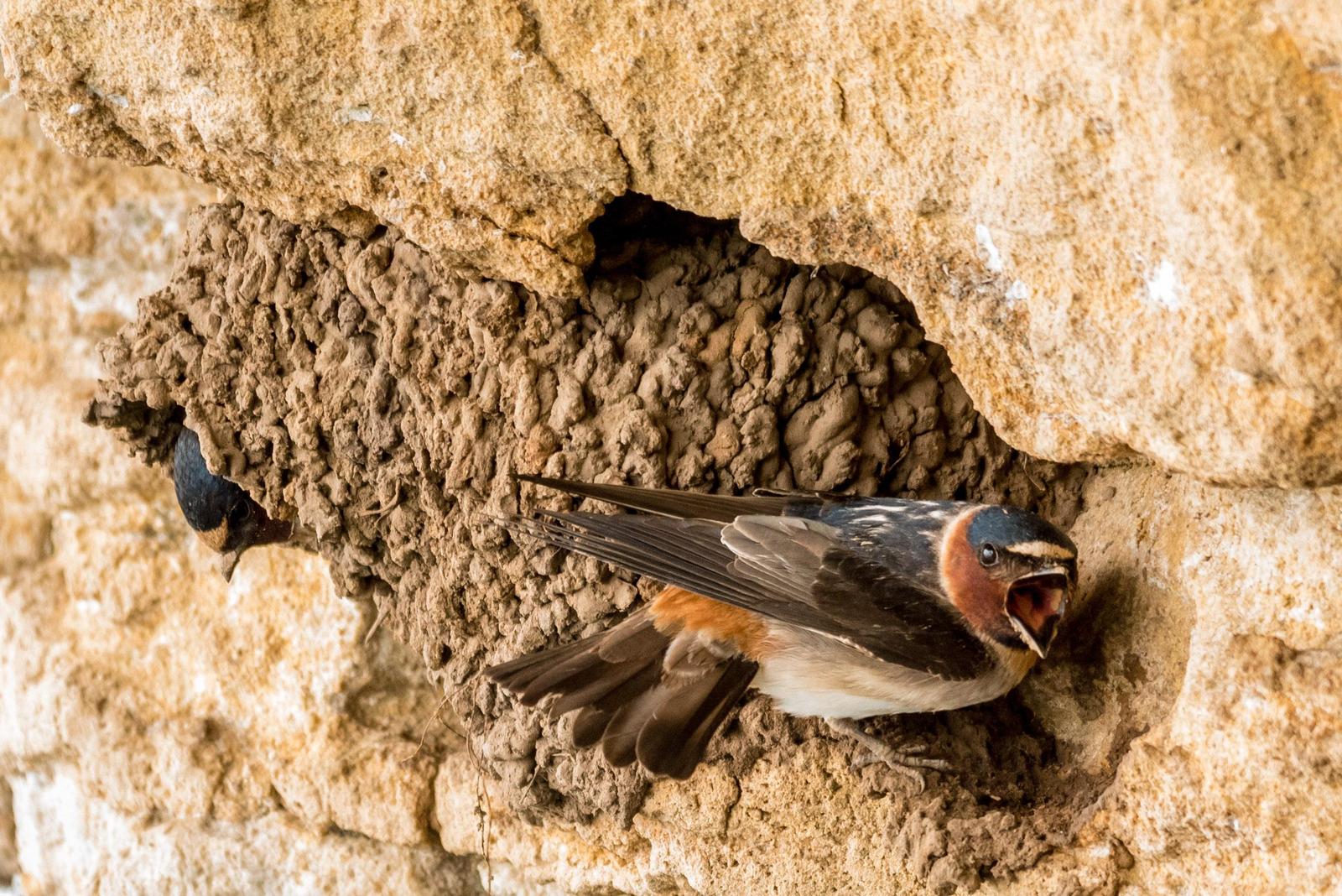 Cliff Swallow Photo by Layton  Rikkers