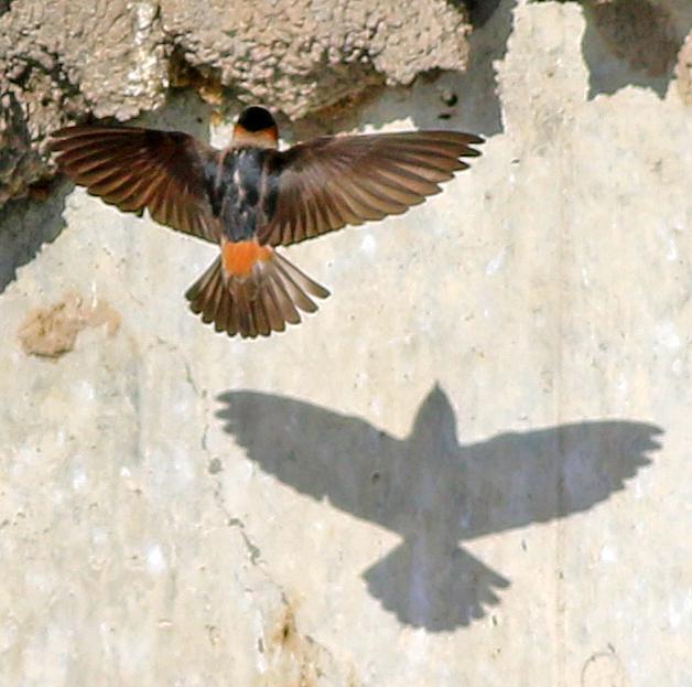 Cliff Swallow Photo by Tom Gannon