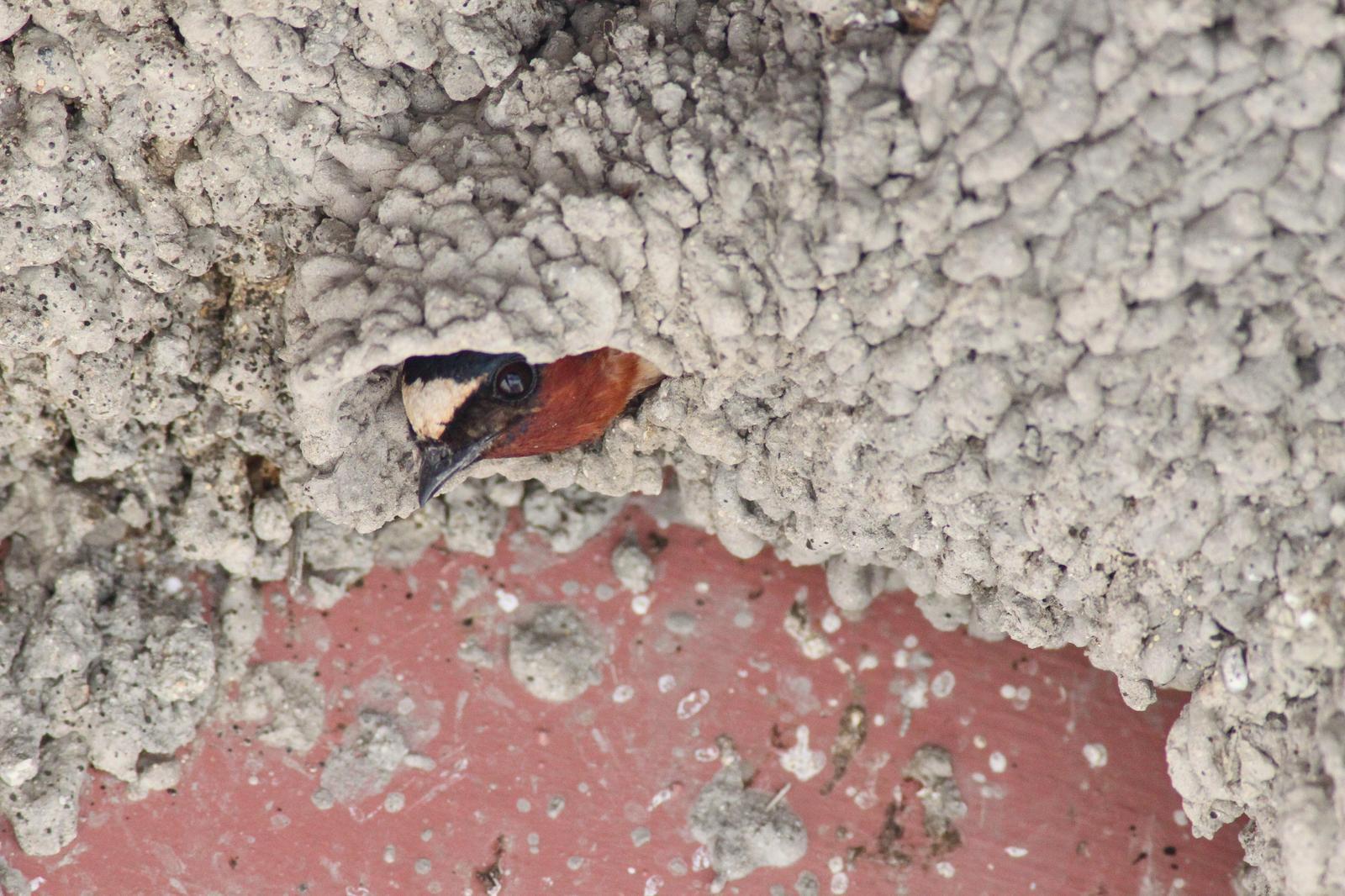 Cliff Swallow Photo by Tom Ford-Hutchinson