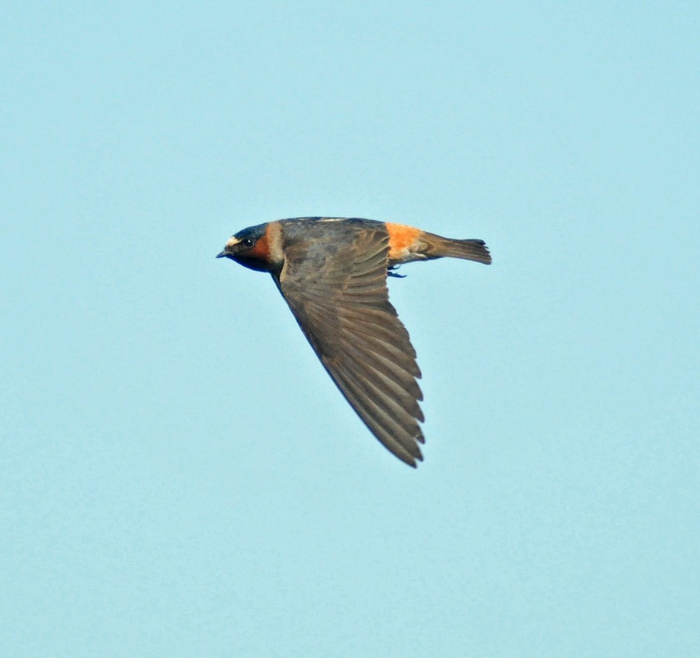Cliff Swallow (pyrrhonota Group) Photo by Steven Mlodinow