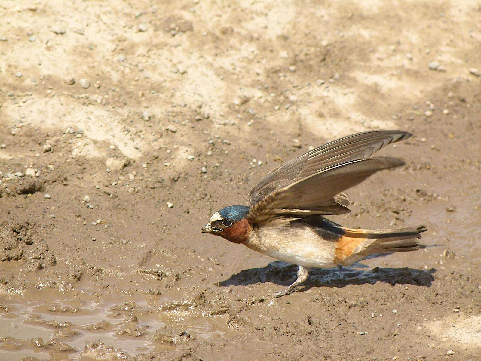 Cliff Swallow (pyrrhonota Group) Photo by Brian Avent
