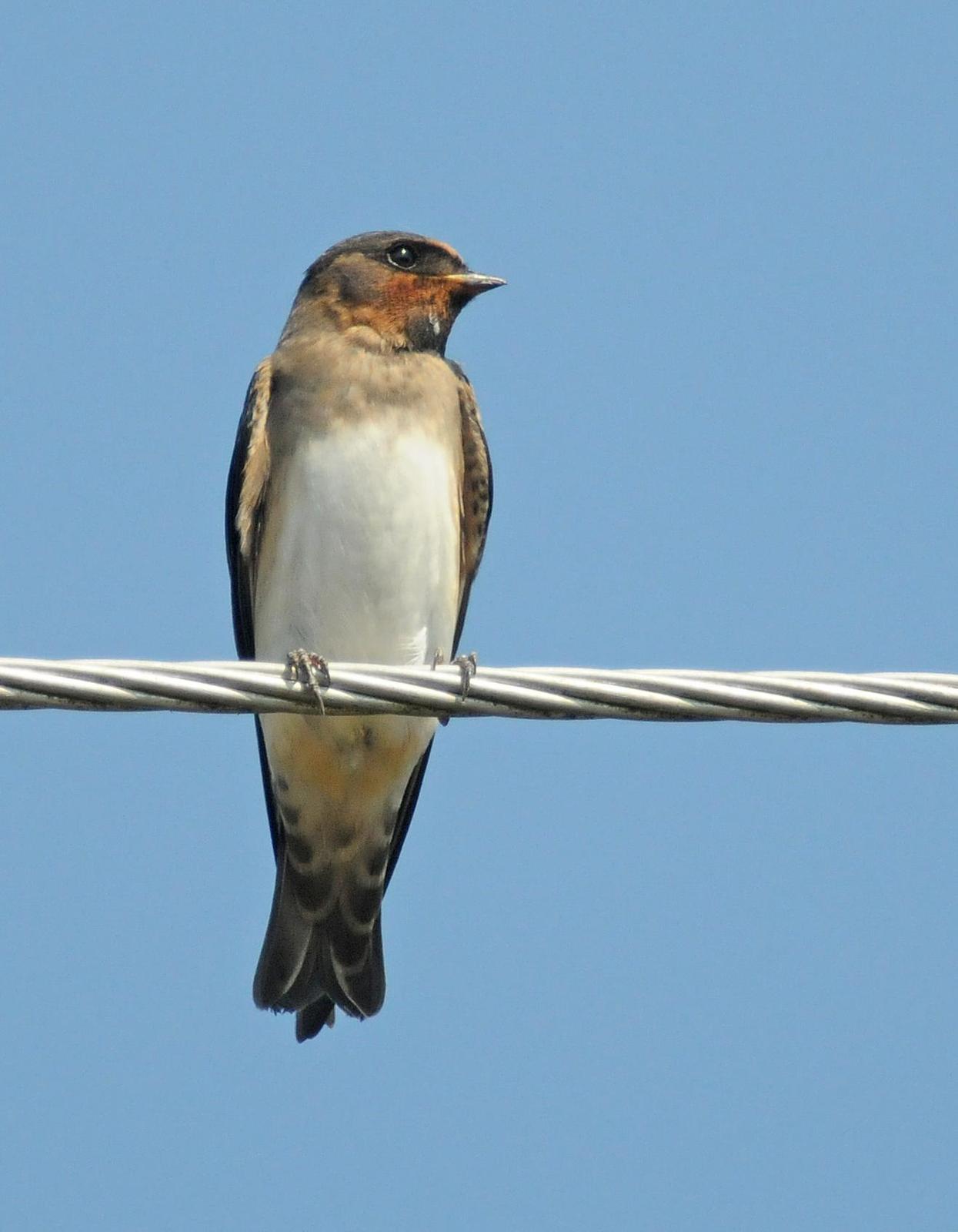 Cliff Swallow (pyrrhonota Group) Photo by Steven Mlodinow