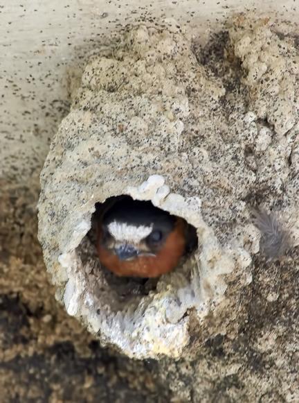 Cliff Swallow (pyrrhonota Group) Photo by Dan Tallman