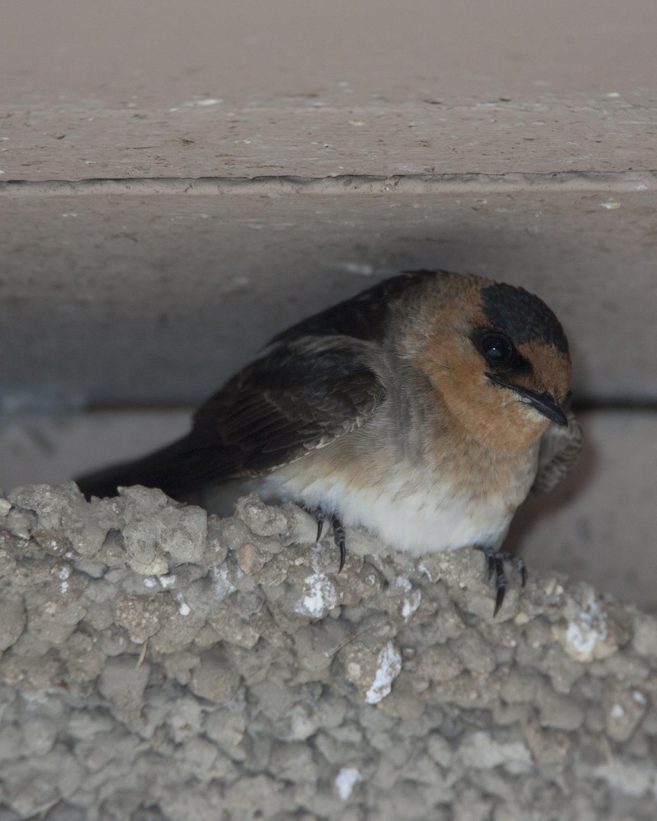 Cave Swallow Photo by Jeff Moore