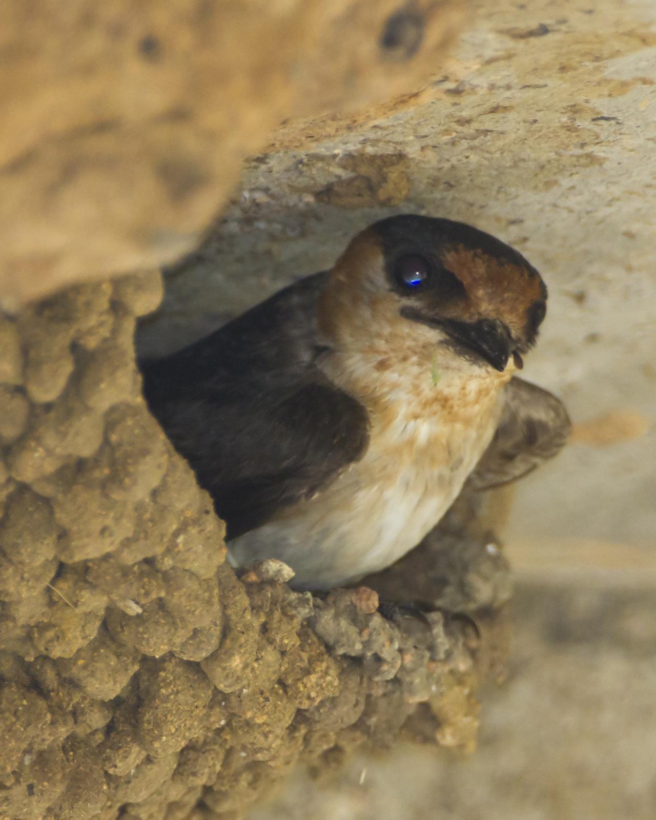 Cave Swallow Photo by Bill Adams