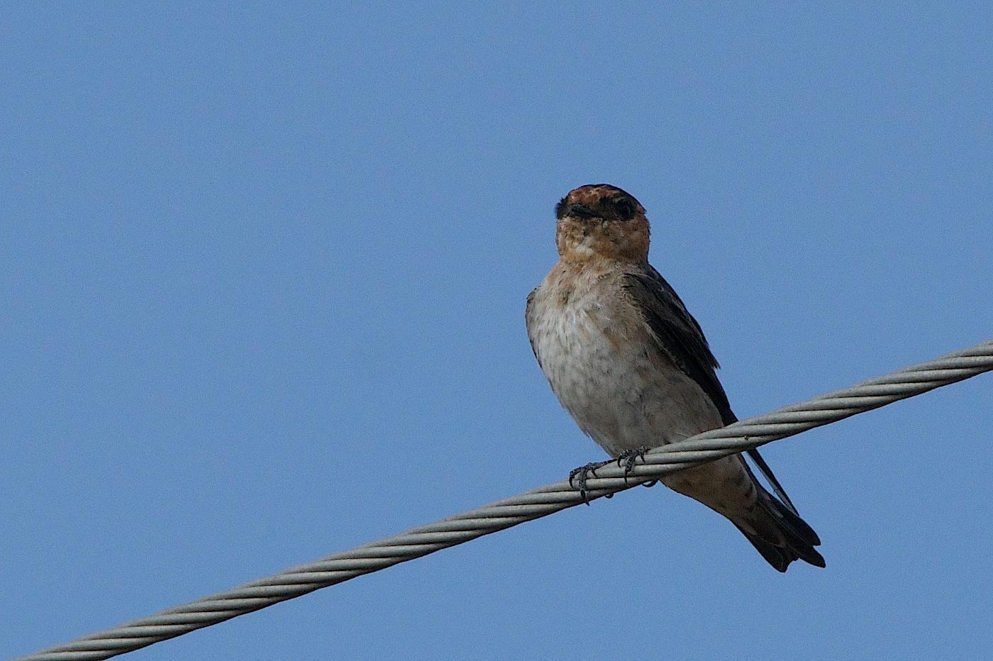 Cave Swallow Photo by Gerald Hoekstra