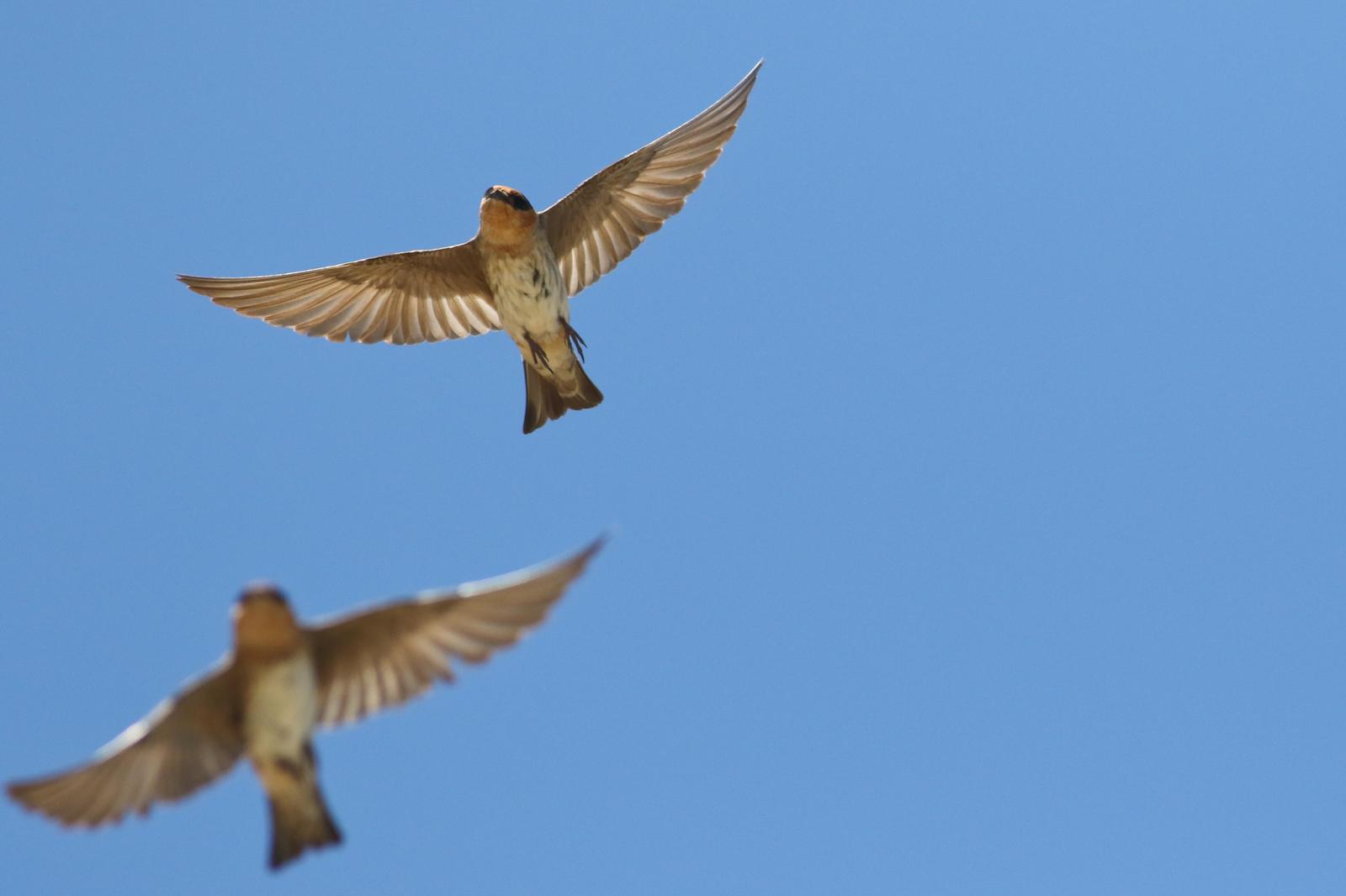 Cave Swallow (Texas) Photo by Tom Ford-Hutchinson