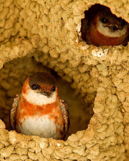 Chestnut-collared Swallow Photo by Francesco Veronesi