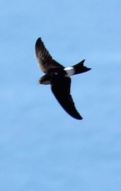 Common House-Martin Photo by Lee Harding