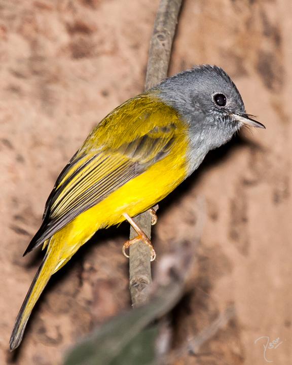 Gray-headed Canary-Flycatcher Photo by Rahul Kaushik